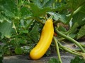 zucchini-1522535_1280.jpg
