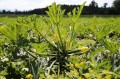 zucchini-1646562_1280.jpg