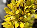 Berberys thunberga 'Golden Devine'.jpg
