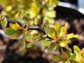Berberys thunberga 'Summer Sunset' 1.jpg