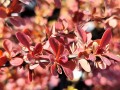Berberys Thunberga 'Florence'.jpg