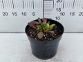 Bergenia Dragonfly™ 'Angel Kiss' C2.jpg