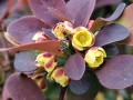 Berberys Thunberga 'Summer Chocolate'.jpg