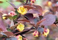 Berberys Thunberga 'Summer Chocolate'1.jpg