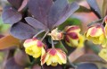 Berberys Thunberga 'Summer Chocolate'2.jpg