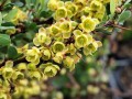 Berberys Thunberga 'Kobold'.jpg