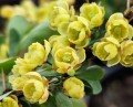 Berberys Thunberga 'Kobold'1.jpg