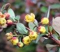 Berberys Thunberga 'Red Rocket'.jpg