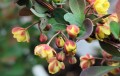 Berberys Thunberga 'Red Rocket'1.jpg