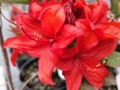 Azalia wielkokwiatowa 'Nabucco' 1.jpg