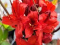 Azalia wielkokwiatowa 'Nabucco' 2.jpg