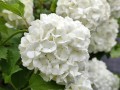 Kalina koralowa 'Roseum'2.jpg