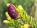 Świerk dwubarwny 'Howell's Dwarf' (Tigertail) 1.jpg