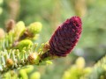 Świerk dwubarwny 'Howell's Dwarf' (Tigertail).jpg