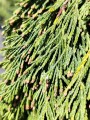 Cyprysik nutkajski 'Pendula'.jpg