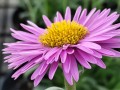 Aster alpejski 'Happy End'.jpg