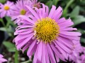 Aster alpejski 'Happy End'1.jpg