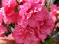 Azalia japońska 'Babuschka'1.jpg