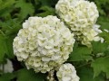 Kalina koralowa 'Roseum'.jpg