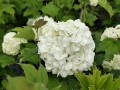 Kalina koralowa 'Roseum'1.jpg