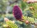 Świerk dwubarwny 'Howell's Dwarf' (Tigertail).jpg