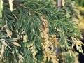 Cyprysik nutkajski 'Gloria Polonica'.jpg