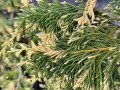 Cyprysik nutkajski 'Gloria Polonica'1.jpg