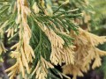 Cyprysik nutkajski 'Gloria Polonica'2.jpg