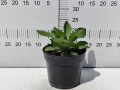 Rudbekia 'SmileyZ™ Tiger' C3.jpg