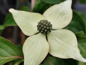 Dereń kousa 'Eurostar' C10