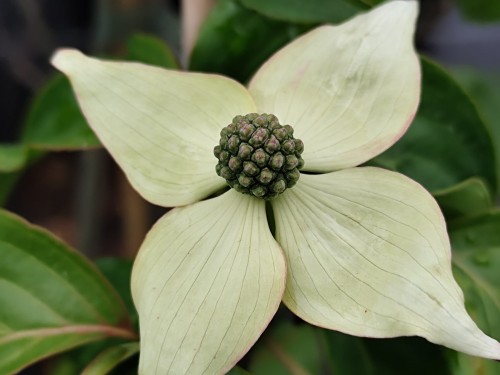 Dereń kousa 'Eurostar'1.jpg