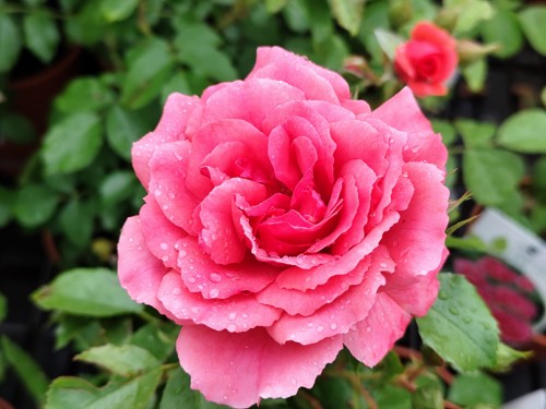 Róża pnąca 'Rosarium'1.jpg