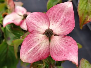 Dereń kousa 'Kea' C10