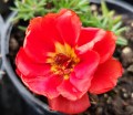 Portulaka wielkokwiatowa 'Happy Hour' mix 1.jpg