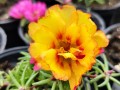 Portulaka wielkokwiatowa 'Happy Hour' mix.jpg