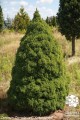 Pic gl Conica grunt (5) (Kopiowanie).jpg