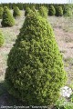 Pic. gl. Conica (Kopiowanie).jpg