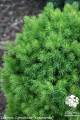 Pic. gl. Conica Pa (9) (Kopiowanie).jpg