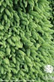 Pic. ab. Compacta (16) (Kopiowanie).jpg