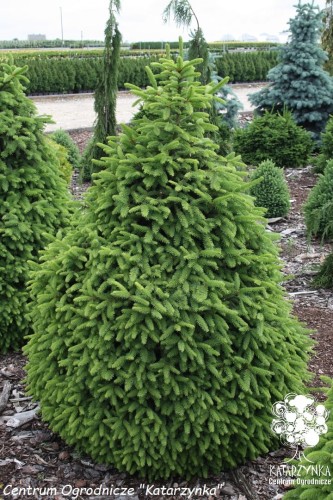 Pic. ab. Compacta (Kopiowanie).jpg