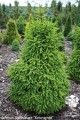 Pic. ab. Compacta (18) (Kopiowanie).jpg