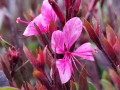 Gaura 'Passionate Blush' 1.jpg