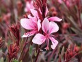 Gaura 'Passionate Blush' 2.jpg
