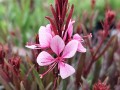 Gaura 'Passionate Blush'.jpg