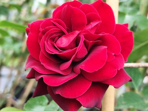 Róża pnąca 'Mushimara'.jpg