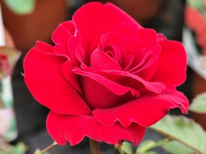 Róża rabatowa 'Remembrance' C3