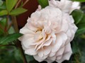 Róża Easy Elegance 'Calypso'.jpg