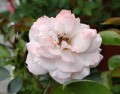 Róża Easy Elegance 'Calypso'2.jpg