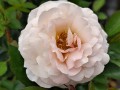 Róża Easy Elegance 'Calypso'3.jpg