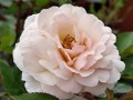 Róża Easy Elegance 'Calypso'4.jpg